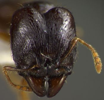 Media type: image;   Entomology 34415 Aspect: head frontal view